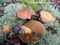 Suillus variegatus-amf353